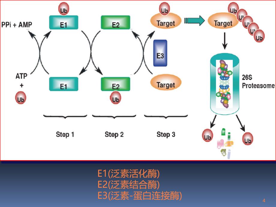 分子病理学ppt课件_第4页