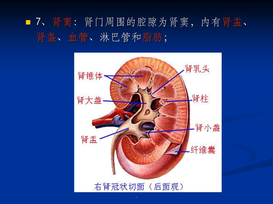 影像解剖 肾脏ppt课件_第3页