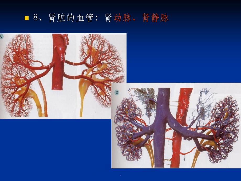 影像解剖 肾脏ppt课件_第4页