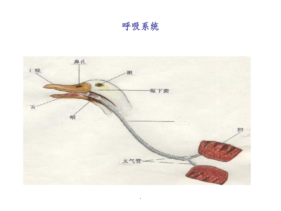 鸭病图谱ppt课件_第4页