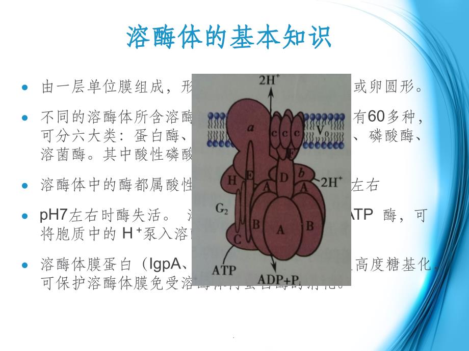 溶酶体与疾病00825ppt课件_第3页