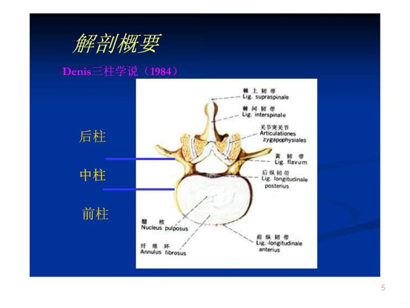 脊柱骨折讲PPT课件_第5页