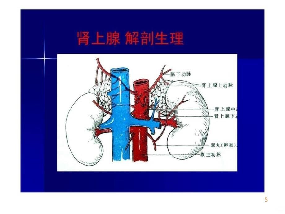 精品推荐医学影像诊断课件图文详解完整版-肾上腺疾ppt课件_第5页