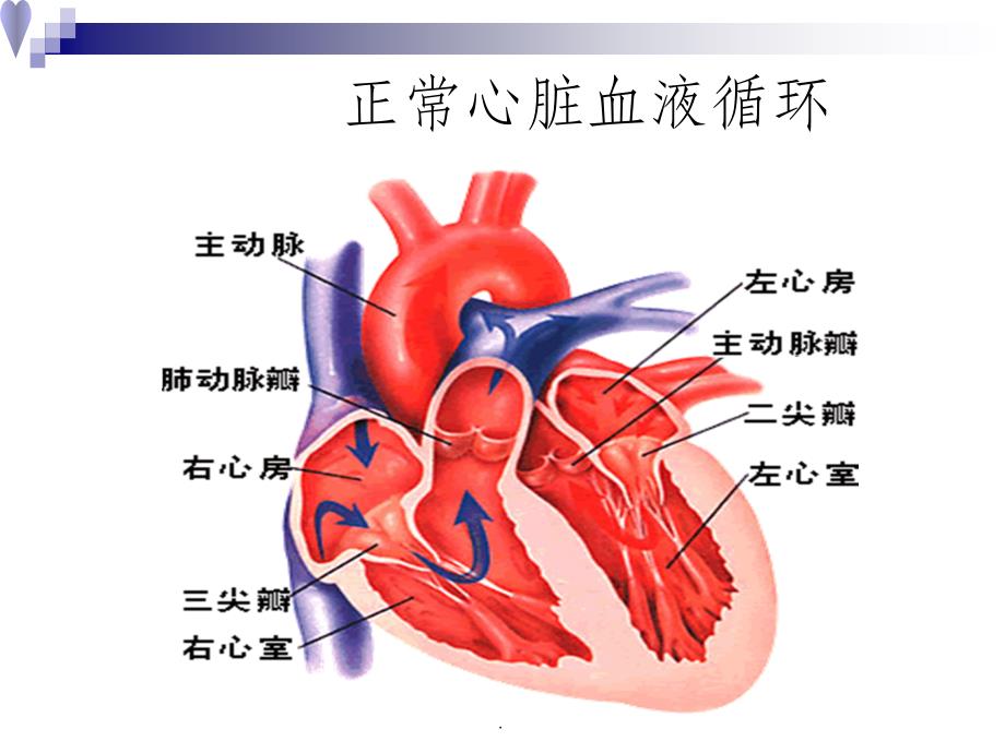 心脏瓣膜病精PPT课件_第3页