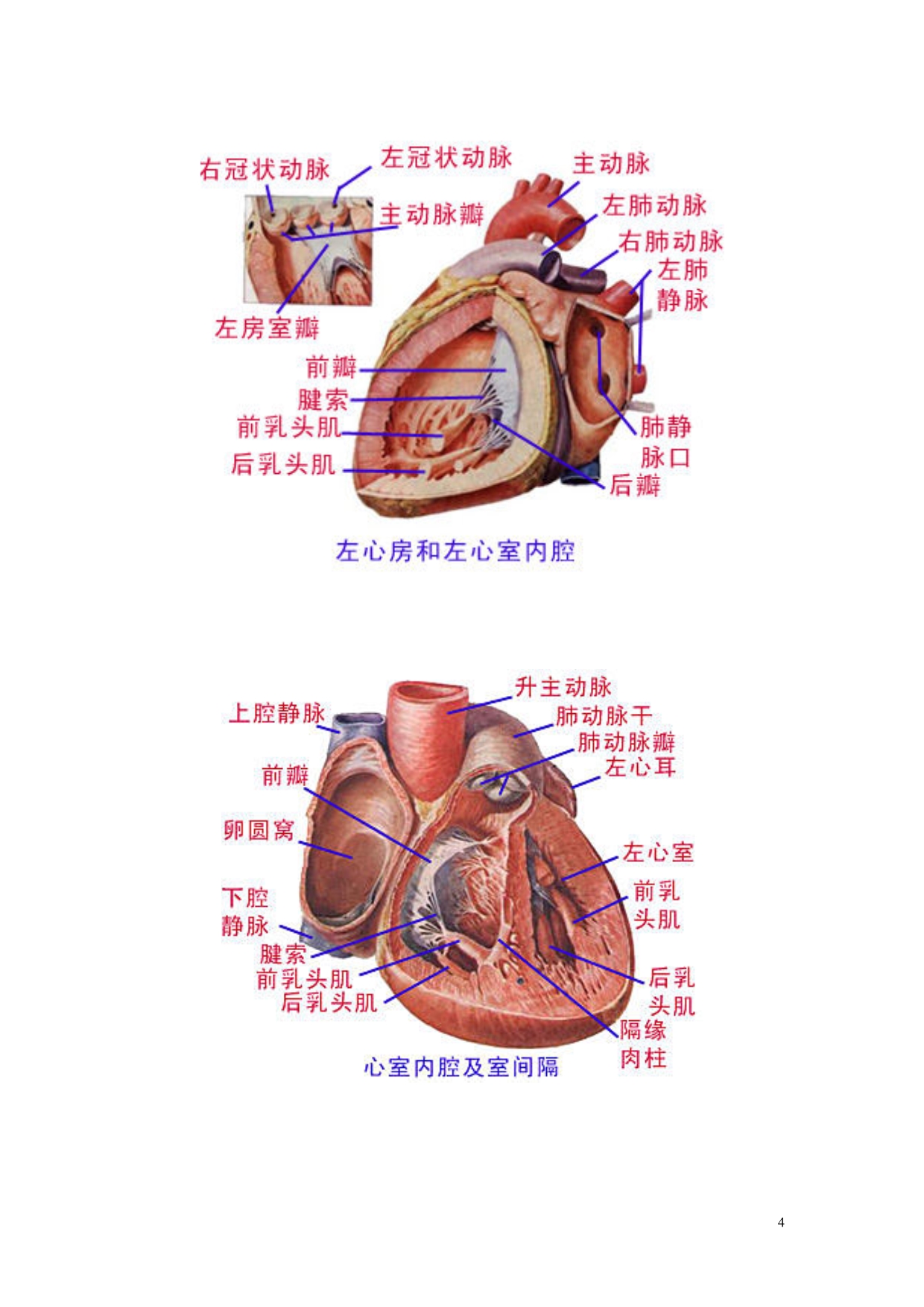 人体解剖图谱.pdf_第4页