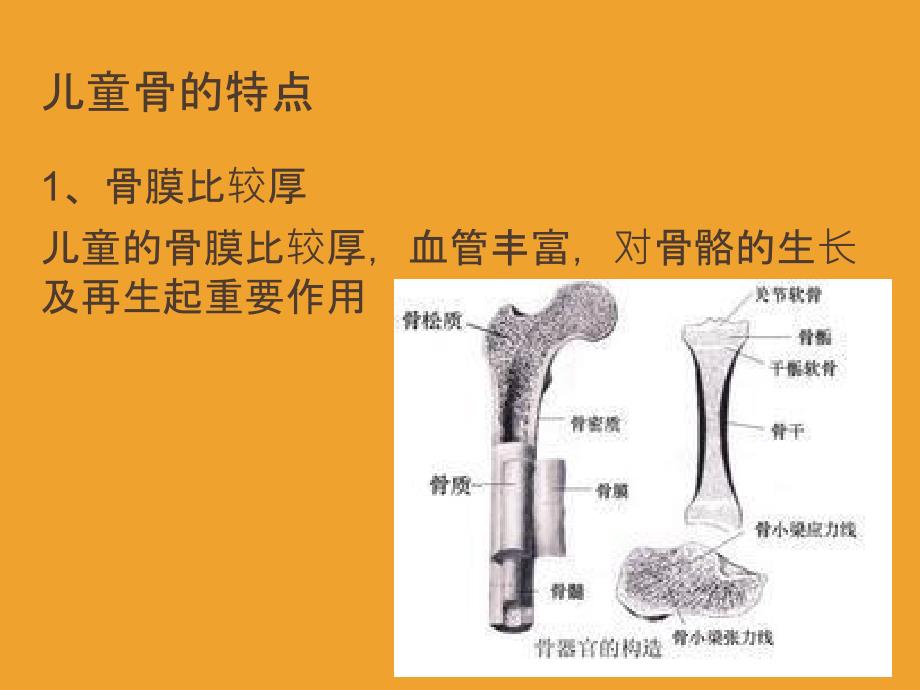 儿童骨的特点和骨折特点及预防ppt精选课件_第2页