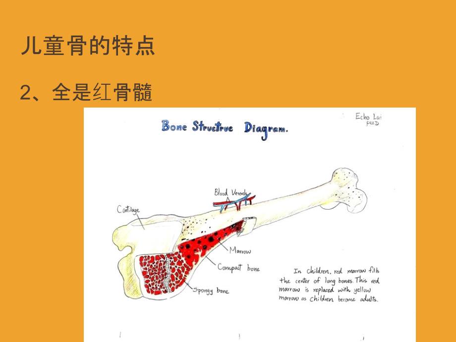 儿童骨的特点和骨折特点及预防ppt精选课件_第3页