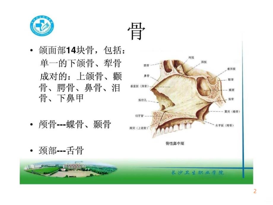 口腔颌面系统解剖上颌骨()ppt课件_第2页