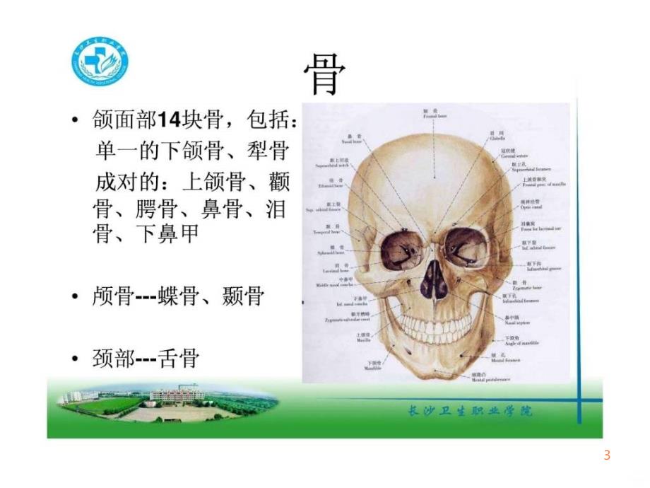 口腔颌面系统解剖上颌骨()ppt课件_第3页