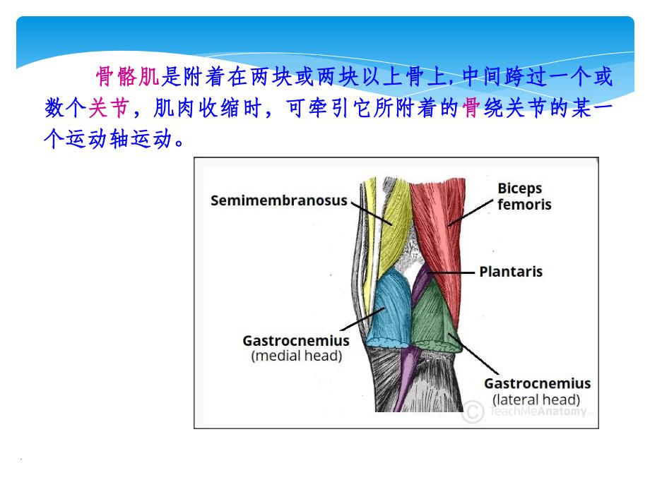 体育运动解剖学分析PPT课件_第3页