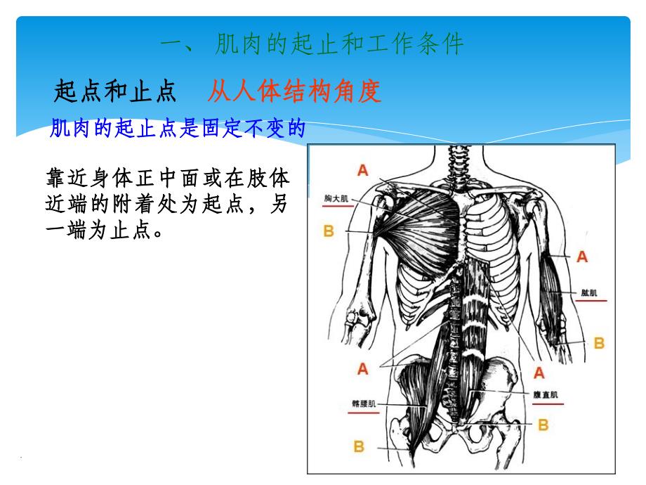 体育运动解剖学分析PPT课件_第4页