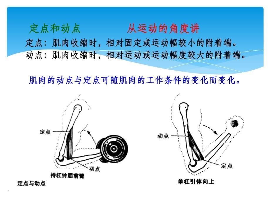 体育运动解剖学分析PPT课件_第5页