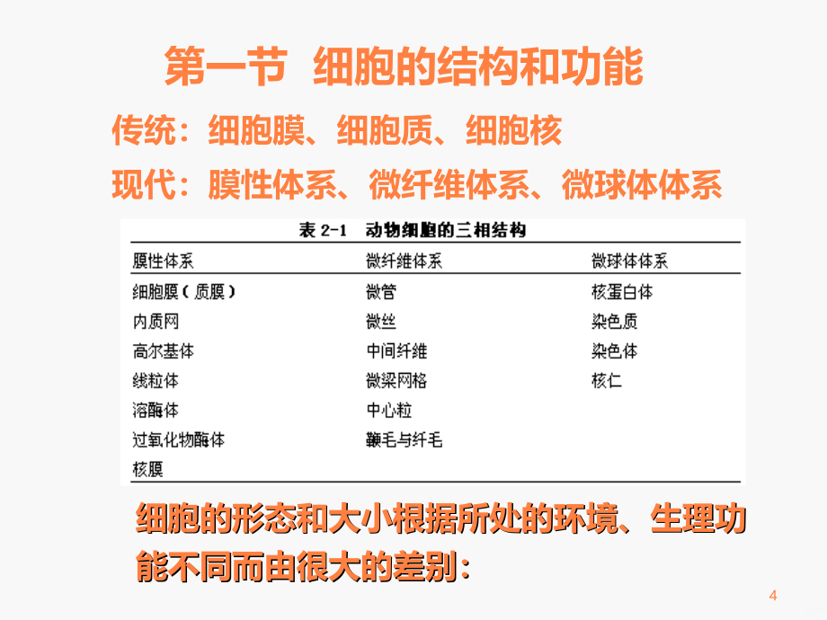 解剖生理学-第一章细胞及基本组织ppt课件_第4页