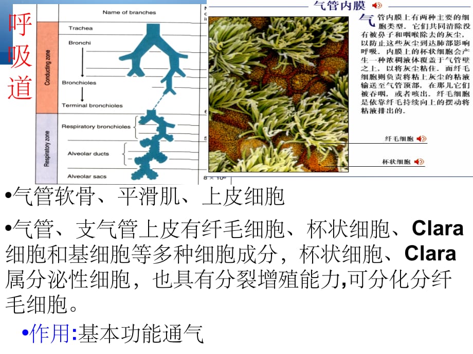 麻醉期间呼吸管理指南ppt精选课件_第3页