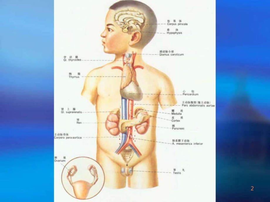 精品推荐医学影像诊断课件图文详解完整版-内分泌影ppt课件_第2页