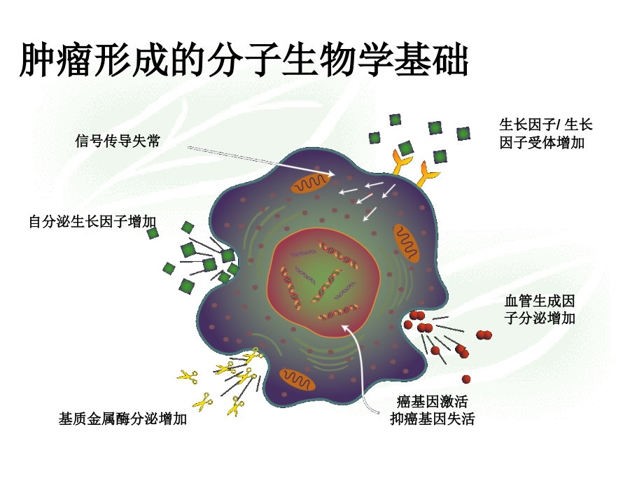 抗恶性肿瘤药物的临床应用ppt课件_第3页