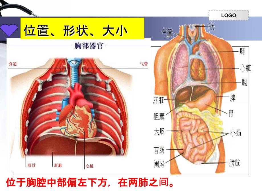 输送血液的泵——心脏完整版09289PPT课件_第4页