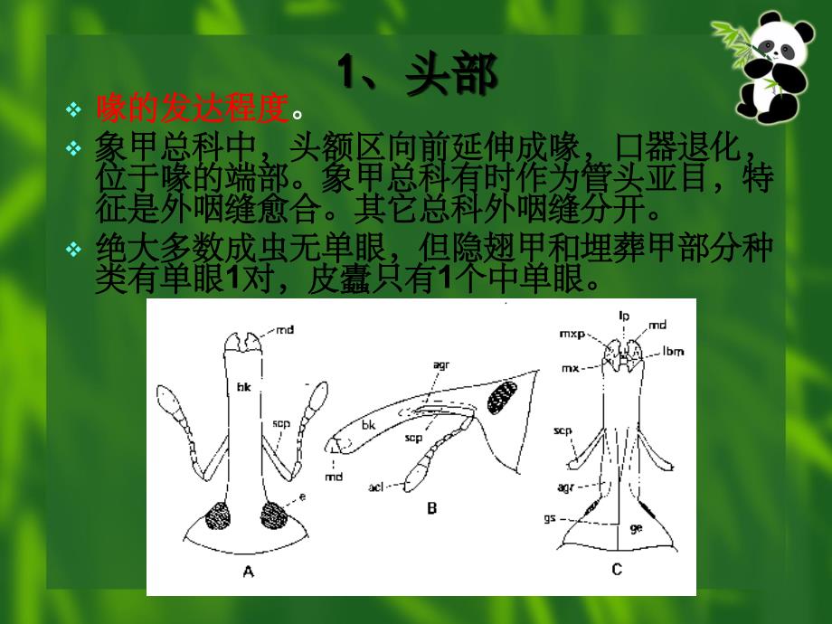 昆虫的分类-鞘翅目ppt精选课件_第4页