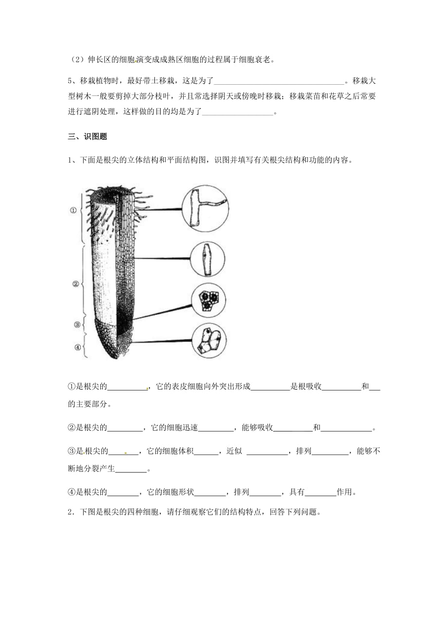 2020八年级生物上册 3.2.1 根的生长导学案2（无答案）（新版）冀教版_第4页