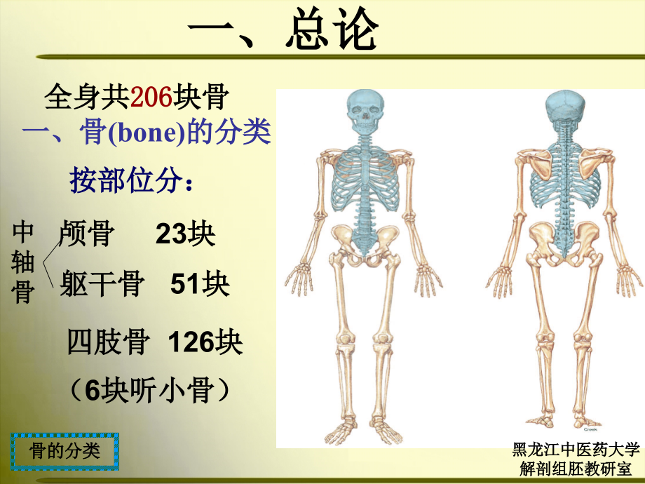 正常人体解剖学 第一节 骨学1.ppt_第4页