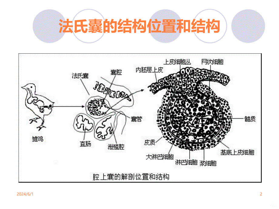 鸡传染性法氏囊病PPT课件_第2页