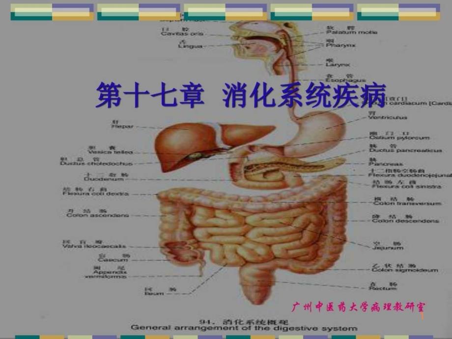 精编完整版消化系统常见疾病图文课件最新版ppt课件_第1页