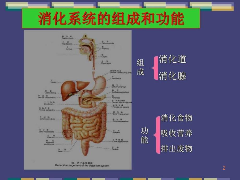 精编完整版消化系统常见疾病图文课件最新版ppt课件_第2页