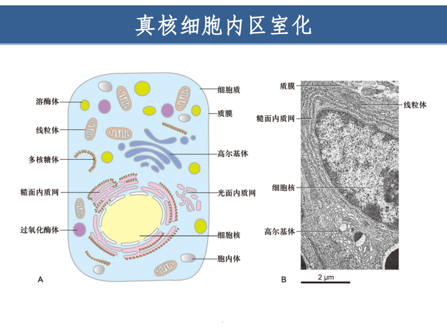 第7章-细胞质基质与内膜系统(翟中和第四版)ppt课件_第3页