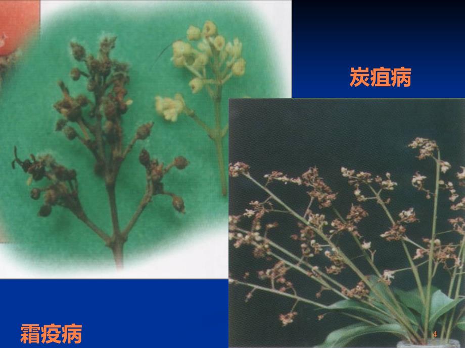 精品课程《茶树栽培学》课件 第五章植物病害的诊断和防治ppt课件_第4页