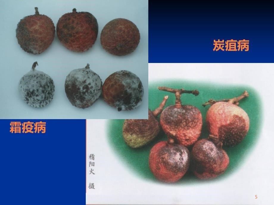 精品课程《茶树栽培学》课件 第五章植物病害的诊断和防治ppt课件_第5页