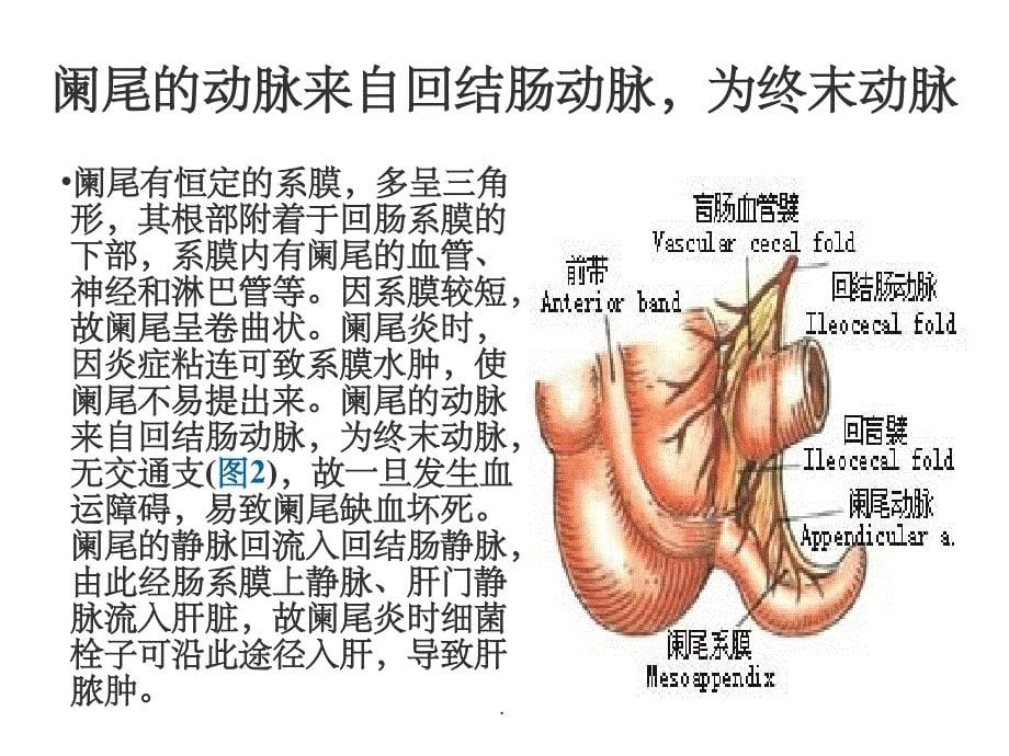 阑尾切除术图解ppt精选课件_第5页