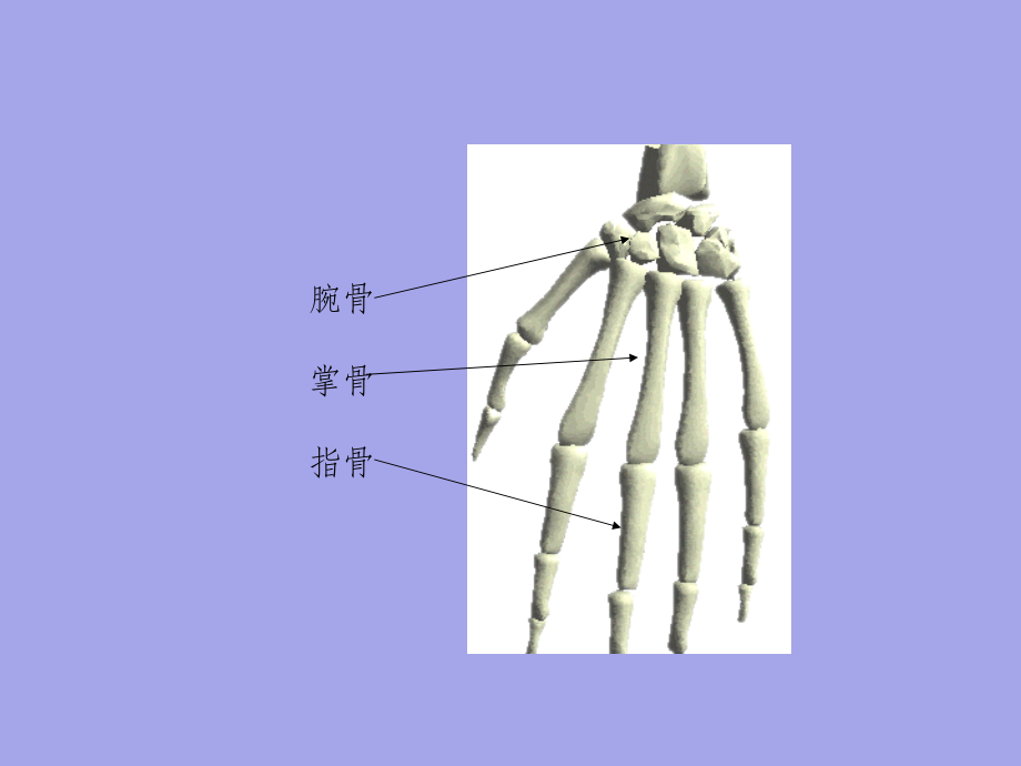 苏教版小学四年级下册科学全册精PPT课件_第4页