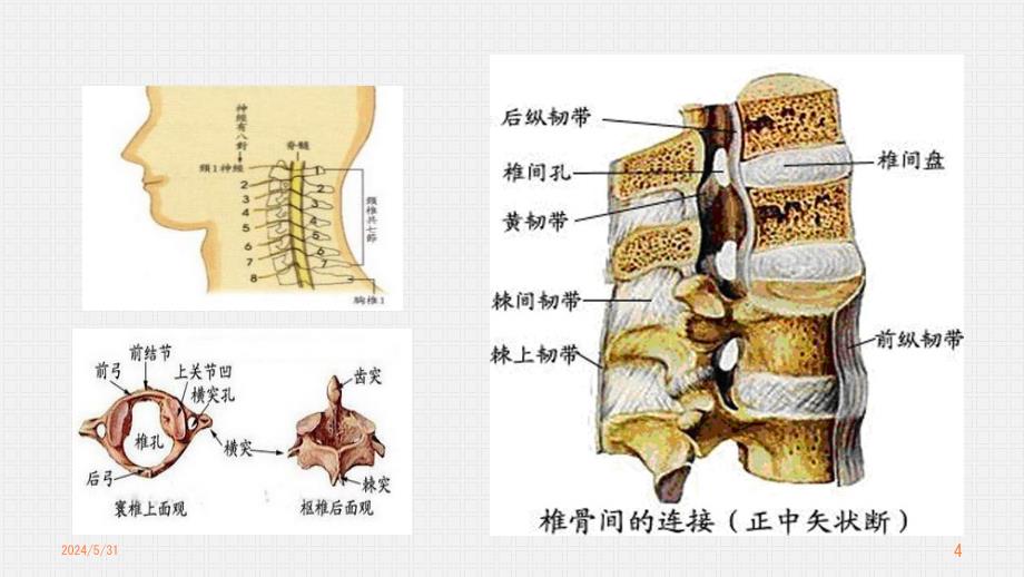 颈椎病2016.11.2终ppt课件_第4页