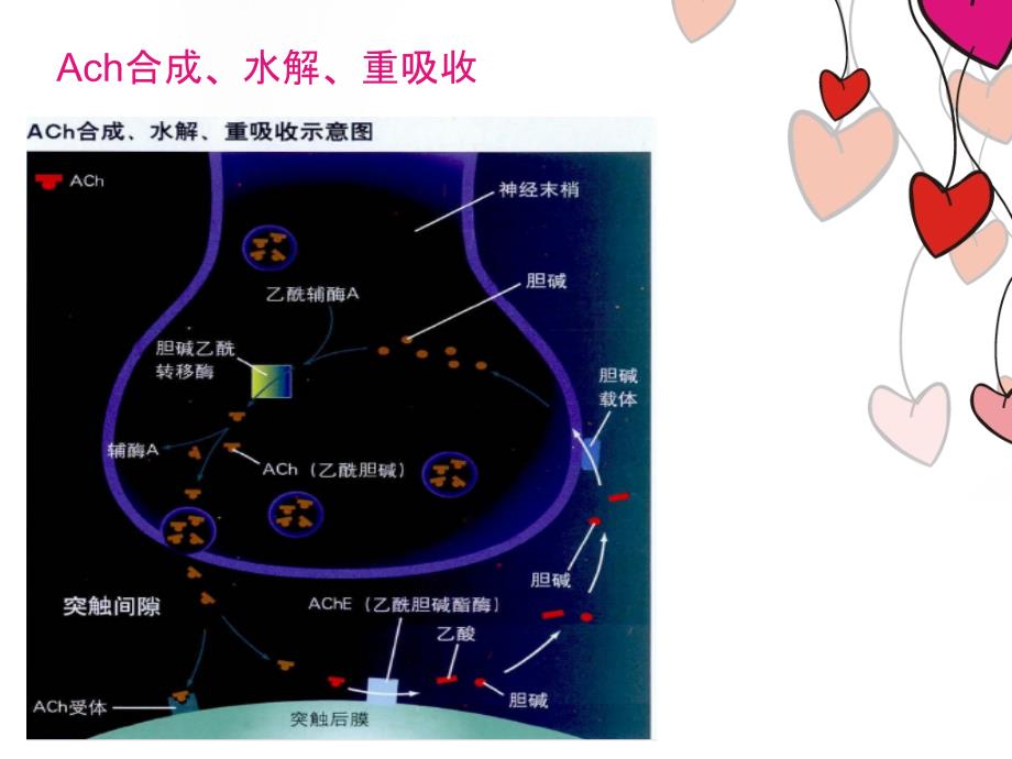 神经系统与杀虫剂的关系ppt精选课件_第4页