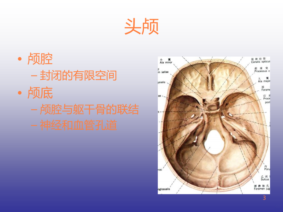 颅脑的影像解剖与常见变异ppt课件_第3页