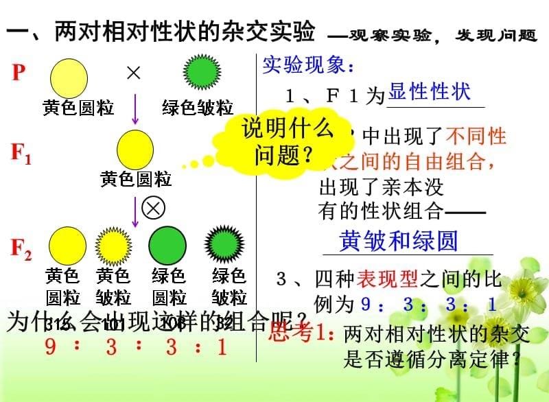 1.2自由组合定律课件[共56页]_第5页