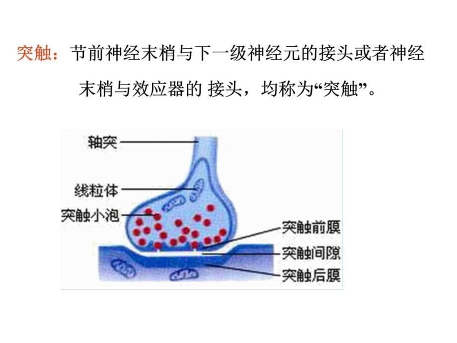 自主神经系统药理概论讲义资料_第5页