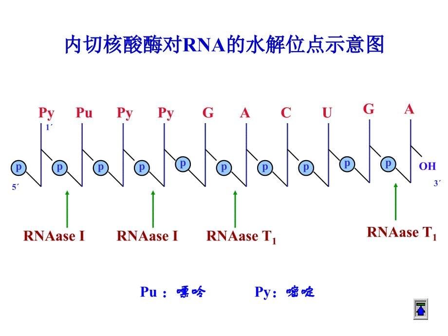 核酸的酶促降解和核苷酸代谢(1)ppt课件_第5页