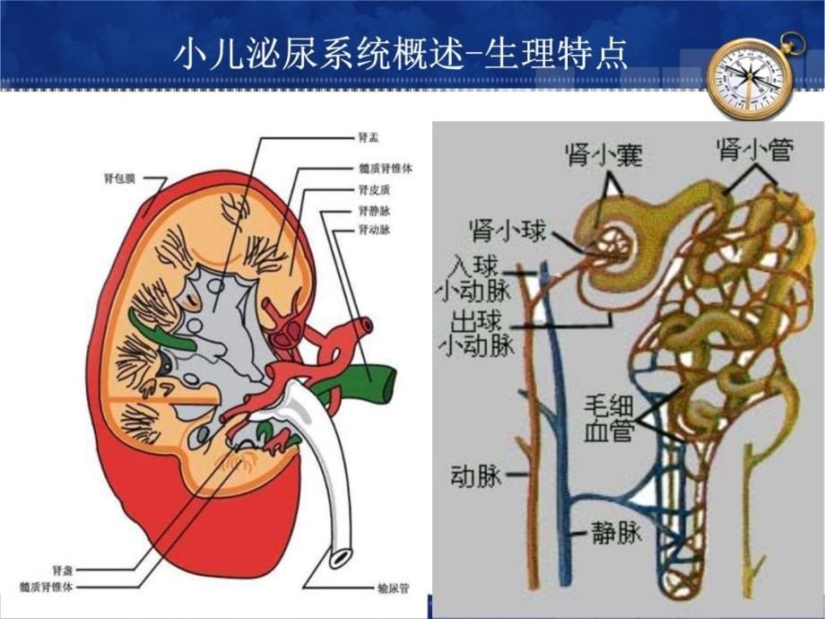 小儿泌尿系统疾病幻灯片资料_第5页