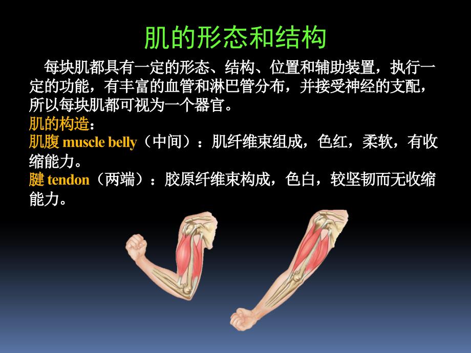 罗英瑾02-00肌学总论ppt课件_第4页