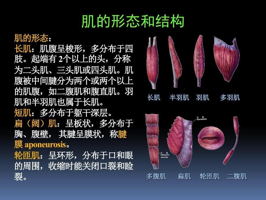 罗英瑾02-00肌学总论ppt课件_第5页