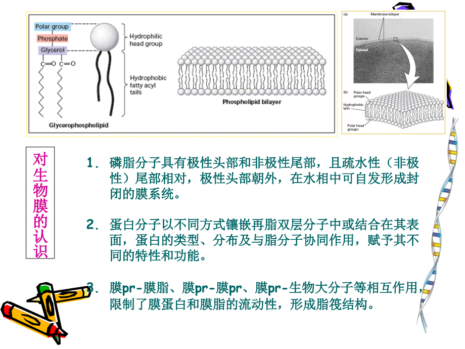 细胞生物学4资料教程_第3页