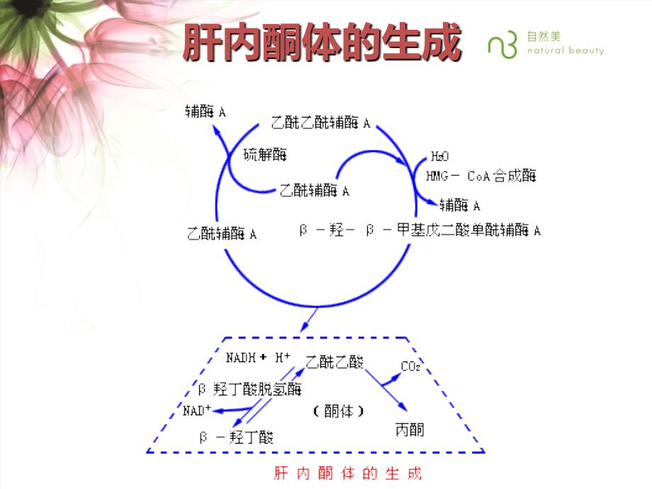 酮体生成和意义 5组_第3页