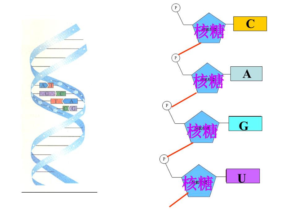 遗传信息的携带者核酸课件教程教案_第2页