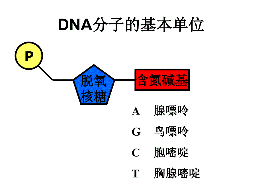 遗传信息的携带者核酸课件教程教案_第4页