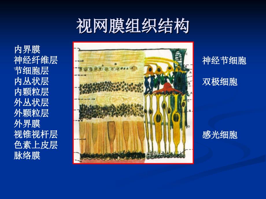 眼的结构(详细)教学教案_第3页