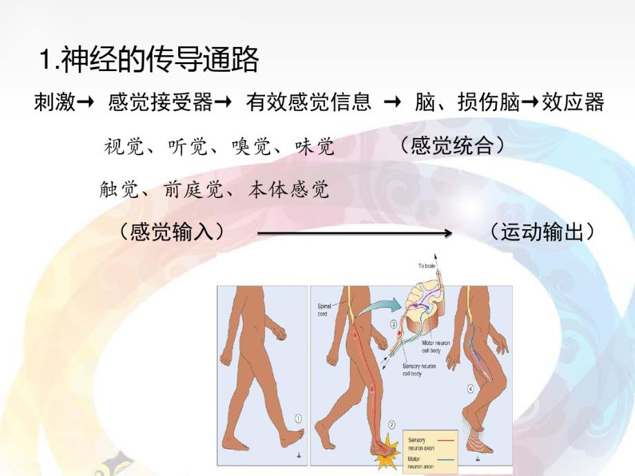 最新动作训练在特殊教育中的应用_第3页