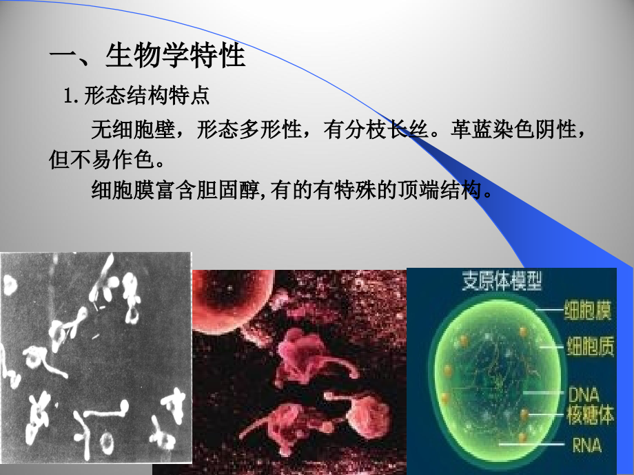 四体(药学)(.11)(1)讲义资料_第4页