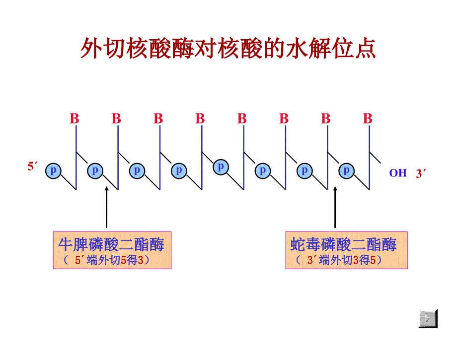 核酸的酶促降解和核苷酸代谢(3)ppt课件_第4页