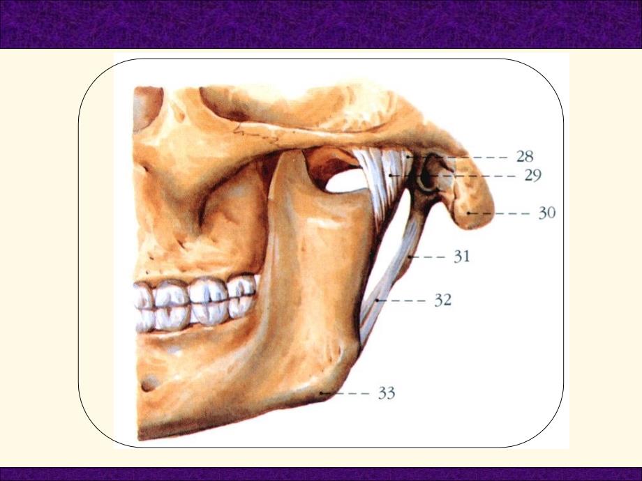 口腔颌面解剖学颞下颌关节ppt课件_第3页
